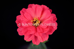 Zinnia_Senora